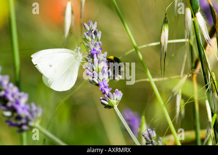 Butterfly (Pieris rapae o repollo blanco) y abejorros (Bombus) sobre una flor de lavanda (Lavandula) Foto de stock