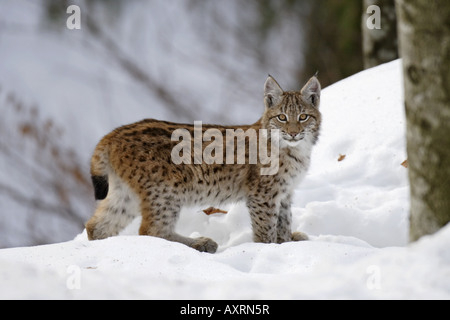 Junger Luchs juvenil lynx Foto de stock
