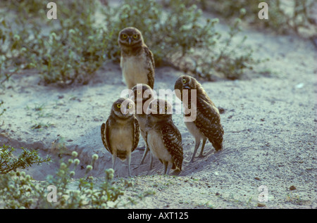 Las lechuzas Athene cunicularia Speotyto grupo familiar Los Llanos de Venezuela Foto de stock