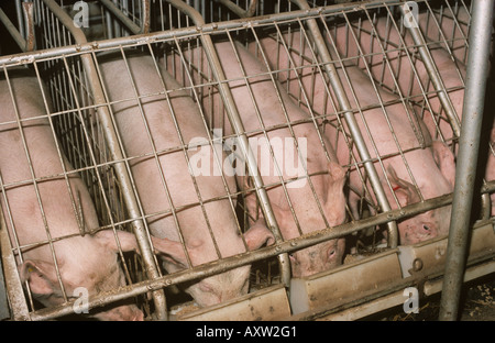 Gran cerdo blanco acabado ensayos de alimentación en compartimentos individuales Foto de stock