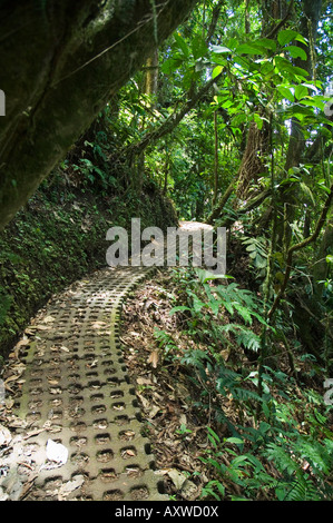 Los puentes colgantes de una caminata por la selva, Arenal, Costa Rica Foto de stock
