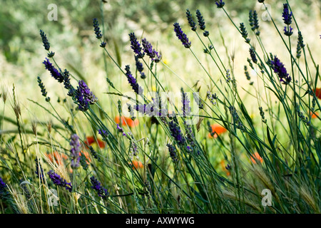 La lavanda (Lavandula) en un wildflower meadow Foto de stock