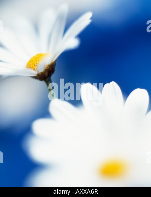 Daisy, Ojo de Buey ojo de buey, Oxeye, Leucanthemum vulgare, planta de flor blanca Foto de stock