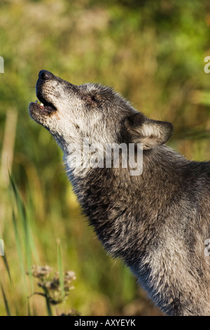 Lobo gris (Canis lupus), aullando, en cautividad, Minnesota Wildlife Connection, Minnesota, Estados Unidos de América, América del Norte Foto de stock