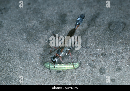Wasp (Ammophila heydeni arena), con caterpillar capturados Foto de stock