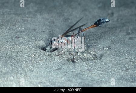 Wasp (Ammophila heydeni de arena), en el nido. Foto de stock