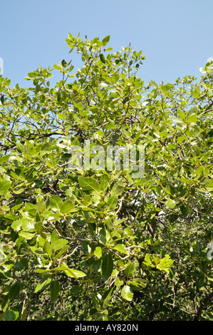 Israel Golán Reserva Natural Bosque Yehudiya Monte Tabor roble Quercus ithaburensis primavera de abril de 2008 Foto de stock
