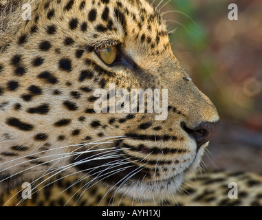 Cerca de leopardo, el mayor parque nacional de Kruger, Sudáfrica Foto de stock