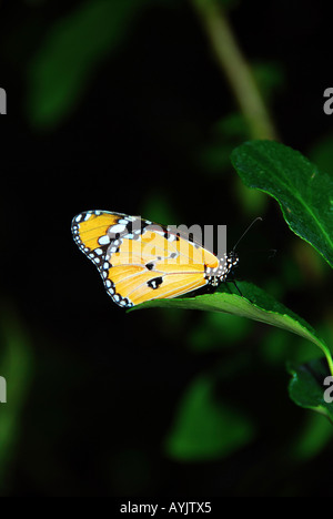 Danaus chrysippus Butterfly Israel Octubre 2006 Foto de stock