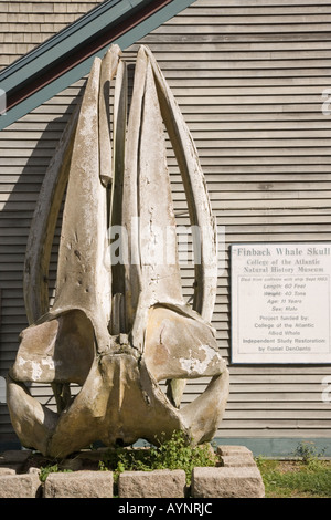 Cráneo de ballena Finback en la Universidad del Atlántico en Bar Harbor, Maine Foto de stock