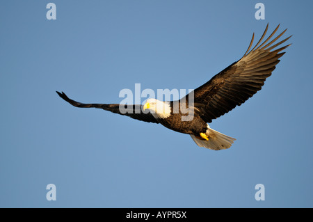 El águila calva (Haliaeetus leucocephalus) en vuelo, la Península Kenai, Alaska, EE.UU.