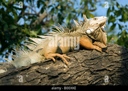Una iguana en el Parque del Centenario, Cartagena de Indias, Colombia Foto de stock