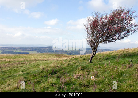 Árbol soplada por el viento en el viento en Cumbria, Inglaterra Foto de stock
