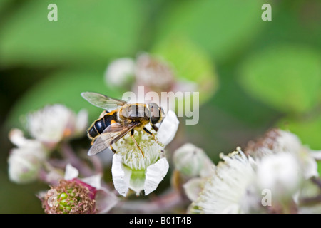 Syrphid Hoverfly, volar, en blackberry blossom Foto de stock