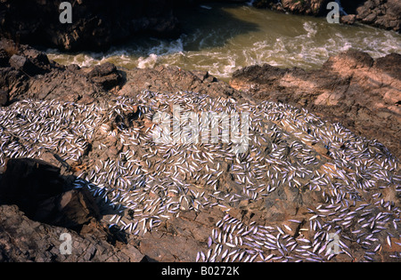 Feb 13, 2003 - El pescado a secar en Khone Falls (Somphamit rápidos) del Mekong en Si Phan Don (4000 Islas) en el sur de Laos. Foto de stock
