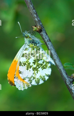 Punta anaranjada Aurorafalter anthocharis cardamines butterfly Foto de stock