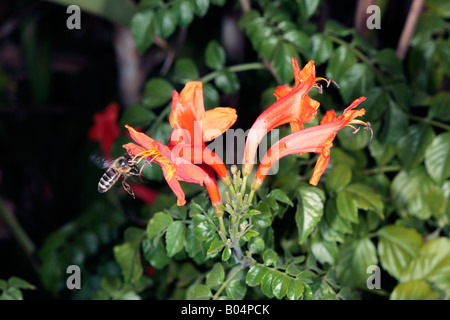 Cape Madreselva y miel de abeja voladora- Tecoma capensis y Apis mellifera- familia Bignoniaceae Foto de stock