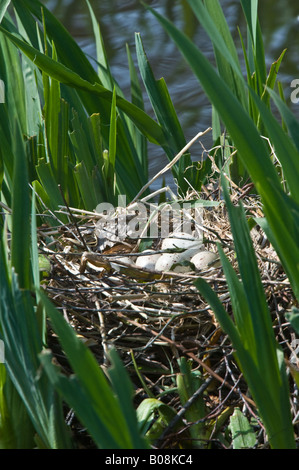 Polla de agua Común (Gallinula chloropus) nido con huevos Martin mera Wildfowl Trust y humedales Burscough Lancashire UK Europa Foto de stock
