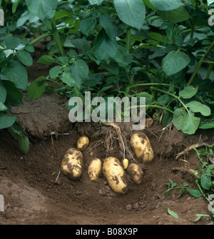 Expuestos los tubérculos maduros de Charlotte patatas Escocia Foto de stock