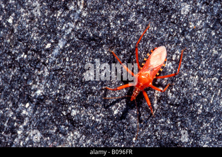 Insecto asesino rojo (Rhynocoris iracundus) Foto de stock