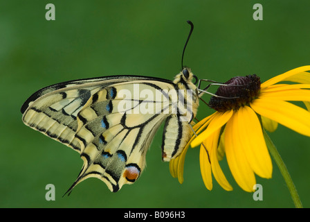 Viejo mundo especie o swallowtail amarillo común (Papilio machaon) posado sobre una flor, Schwaz, Tirol, Austria Foto de stock