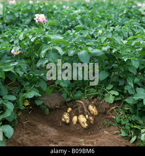 Expuestos los tubérculos de patata y plantas maduras variedad Charlotte Foto de stock