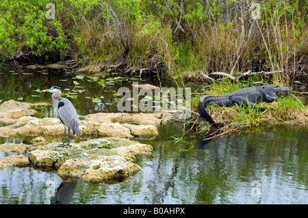 El Great Blue Heron un cocodrilo americano en las marismas del Parque Nacional de Los Everglades de la Florida EE.UU. Foto de stock