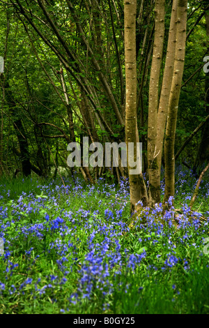 Las campánulas azules en maderas, Inglaterra Foto de stock
