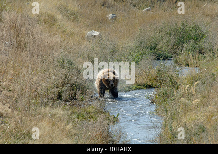 Oso Pardo Ursus arctos sacudiéndose el agua Después de vadear a través de stream China Foto de stock