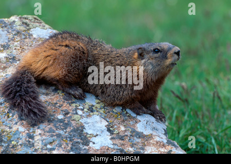Amarillo-curva marmota (Marmota flaviventris), el Parque Nacional Yellowstone, Wyoming, EE.UU. Foto de stock