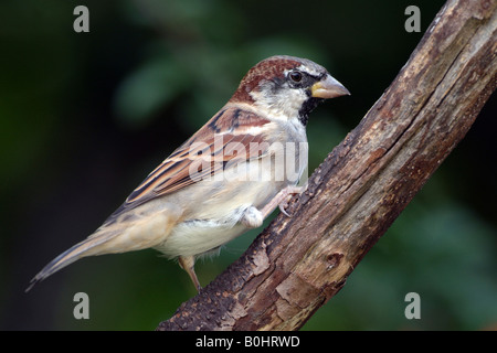 Gorrión (Passer domesticus), Schwaz, Tirol, Austria, Europa Gorrión (Passer domesticus), Schwaz, Tirol, Austria, Europa