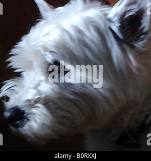 West Highland White Terrier Foto de stock