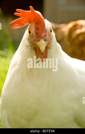 Primer plano de Leghorn Blanco raza de pollo Gallus gallus domesticus en pasto afuera en el sol