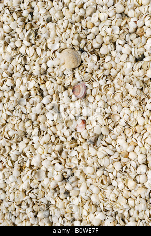 Pequeñas conchas de berberechos (Fragum erugatum) en Shell Beach, Shark Bay, sitio del Patrimonio Mundial, Australia Occidental, Australia Foto de stock