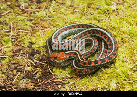 California cara roja Garter Snake Thamnophis sirtalis infernalis California Estados Unidos. A veces conocido como Thamnophis sirtalis tetrataenia.