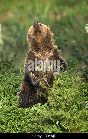 Unión oso pardo (Ursus arctos) Foto de stock