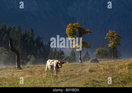 Austria, Tirol, Karwendel, vacas en el prado Foto de stock