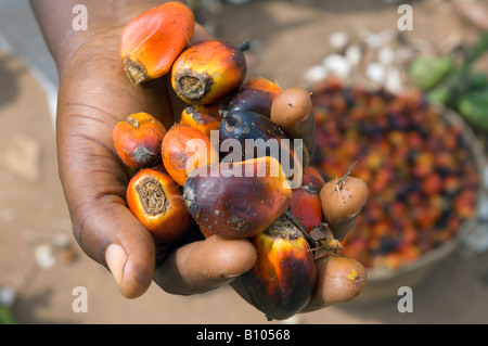 Los agricultores titulares de un puñado de frutos de palma de aceite (Elaeis), Naswam, Ghana Foto de stock