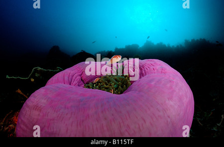 Rosa anemonefishes en magníficos Amphiprion perideraion anémona Heteractis magnifica del océano Índico de Bali Indonesia Foto de stock