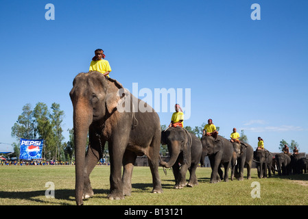 Surin Elefante Round-up - Surin, la provincia de Surin, Tailandia Foto de stock