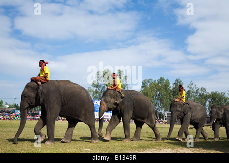 Surin Elefante Round-up - Surin, la provincia de Surin, Tailandia Foto de stock