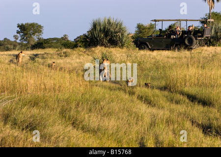Panorama de los turistas en vehículo safari africano Botswana Okavango observar y fotografiar cerca del orgullo de León con el bebé cubs caminando en línea en hierba alta Foto de stock