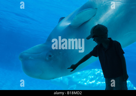 Gia, a beluga whale at Marineland has died