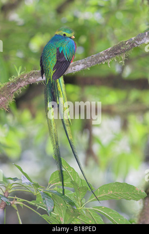 Un hombre Quetzal (Pharomachrus mocinno) en Costa Rica. Foto de stock