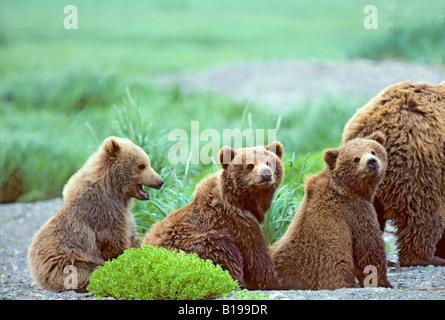 Yearling triplete de oso pardo (Ursus arctos) cubs, costera de Alaska. Foto de stock