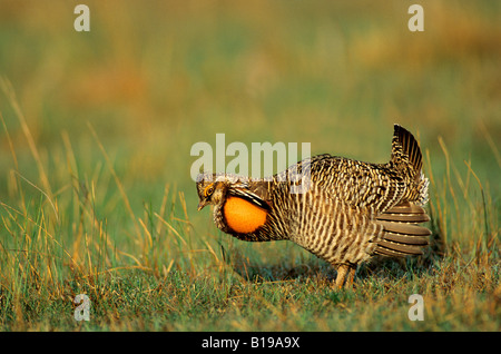Macho adulto mayor prairie-pollo (Tympanuchus cupido) mostrando en la primavera pavoneándose comunales, Jardines Nacionales Pawnee gra Foto de stock