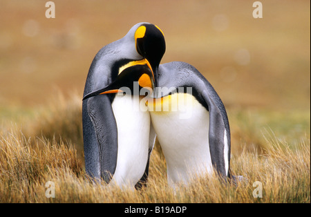 El apareamiento de pingüino rey (Aptenodytes patagonicus) Punto de voluntariado, Islas Malvinas, Océano Atlántico sur Foto de stock