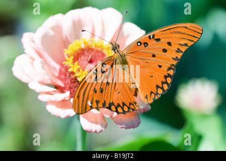 Golfo Speyeria mariposa sobre flor Foto de stock