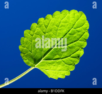 Un toronjil leaf
