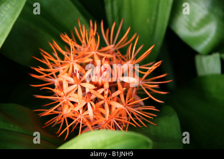 Lirio de sangre ,Scadoxus cinnabarinus, Amaryllidaceae, tropical de África Occidental